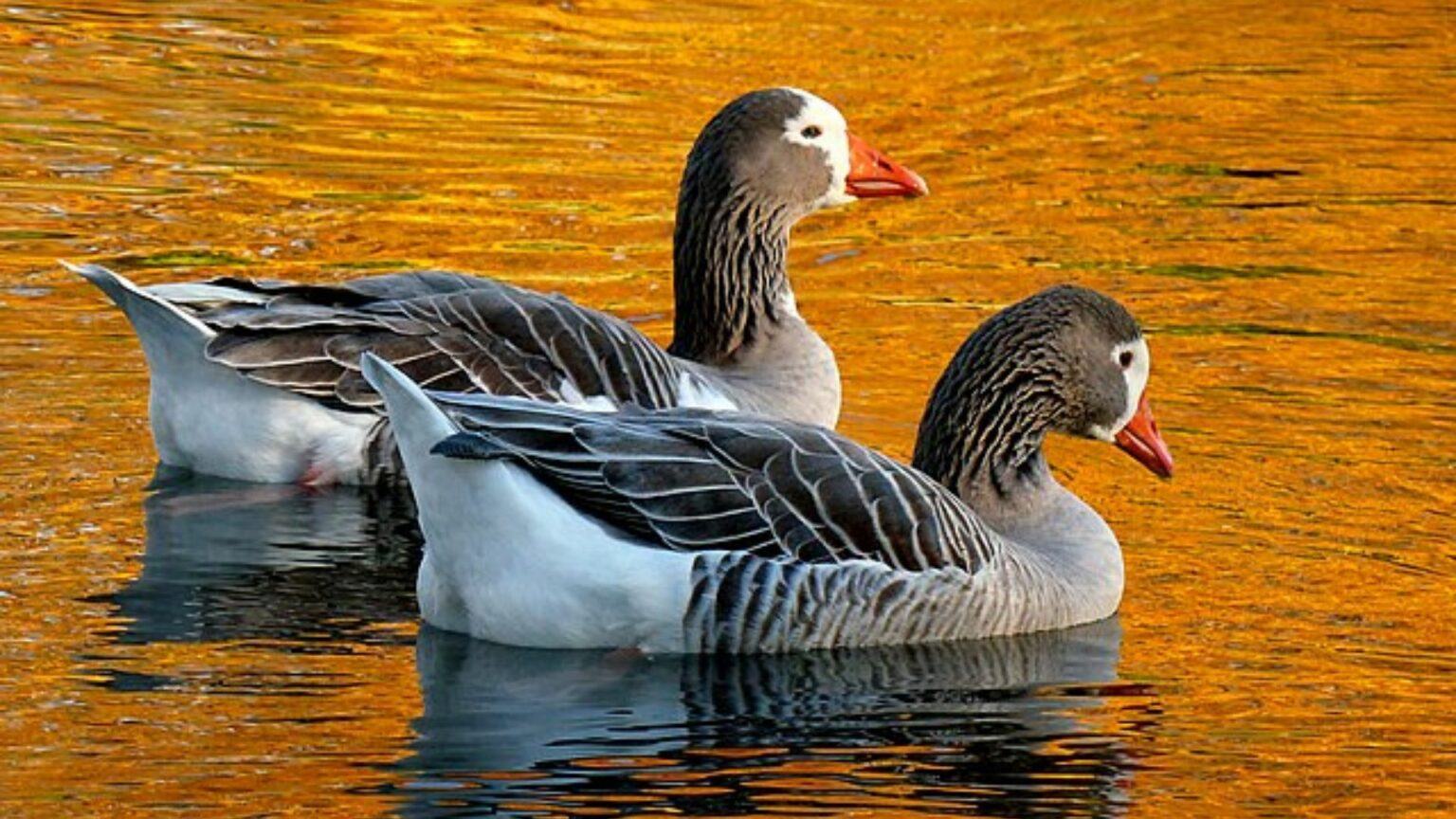 2 Geese Animals On Golden Pond