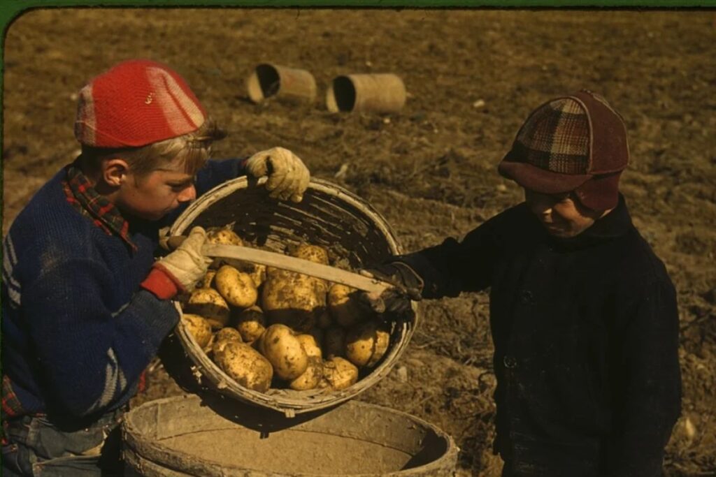 Children gathering potatoes during the autumn harvest in Maine in 1940, helping their families prepare for winter.