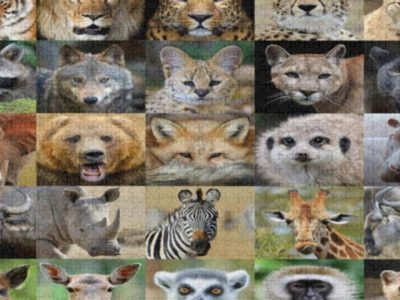 25-Wildlife-Animal-Portrait-Jigsaw-Puzzle-500-Pieces-Wooden-Jigsaw-Puzzles-for-Adults-Fun-Challenging-Brain-Exercise.jpg